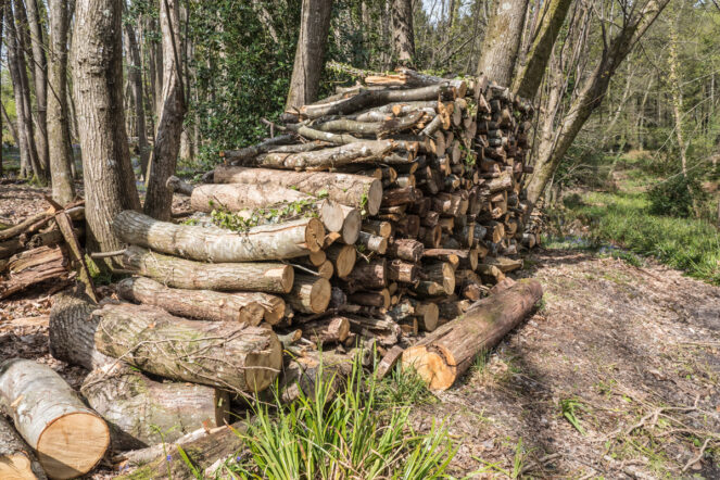 Chestnut Wood pile