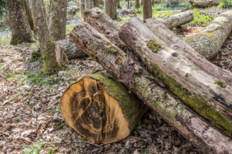 Chestnut Logs in woods