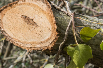 Chestnut branch close up